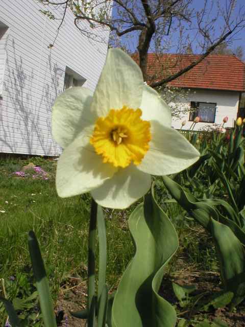 Narcis