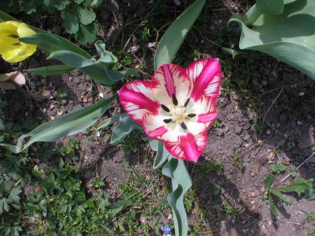 han Tulipn