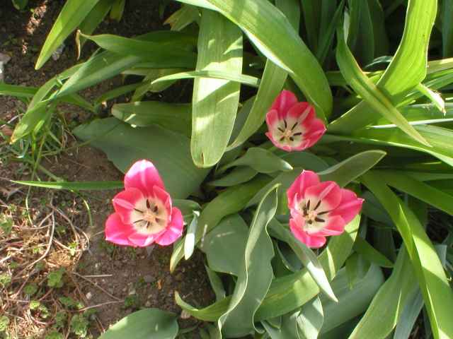 Tulipny