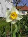 Narcis