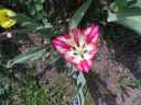 han Tulipn